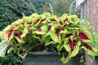 Coleus Kong® 'Rose'