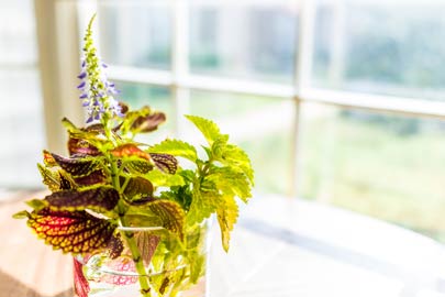 Coleus rooting in water