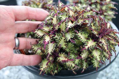 Sea Monkey Purple coleus