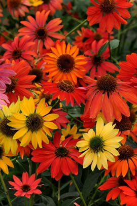 Coneflower 'Cheyenne Spirit.'