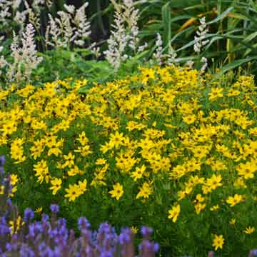 ‘Zagreb’ threadleaf coreopsis