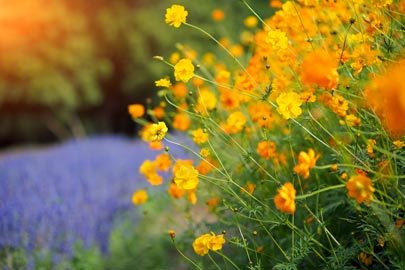 Orange and yellow cosmos