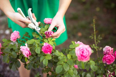 Dead-heading roses