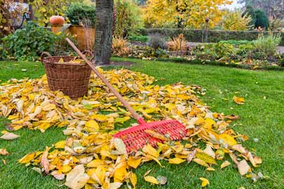 Raking leaves in the fall