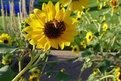 A network of flowering plants provides food for pollinators