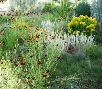 Native perennials