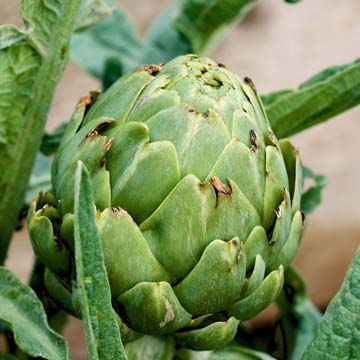 Globe artichoke