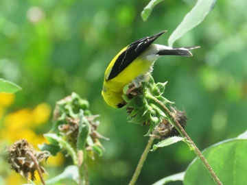 Leave spent boolms for the birds to forage seeds