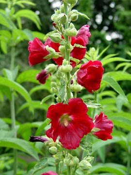 Biennial red hollyhocks