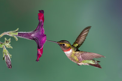 Trumpet-shaped petunia with hummingbird
