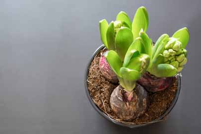 Hyacinth bulbs indoors