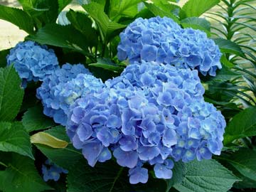 Forever & Ever™ Blue Heaven Hydrangea