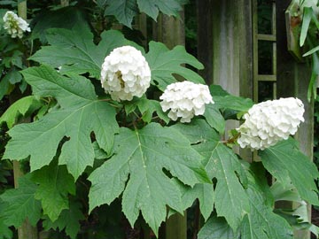 Oakleaf hydrangea