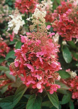 Hydrangea paniculata 'Pinky Winky'