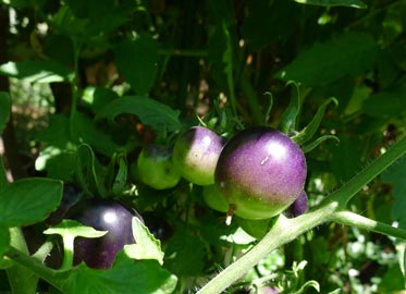 Indigo Rose Blue tomato