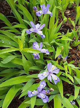 Crested iris