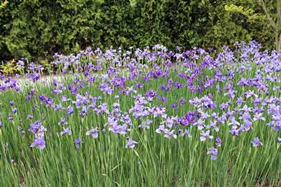 Siberian iris