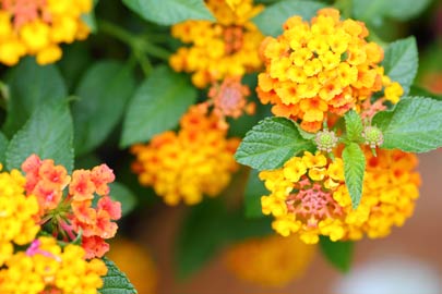 Lantana