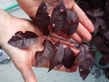 Leaf cutter bee damage on a sand cherry shrub