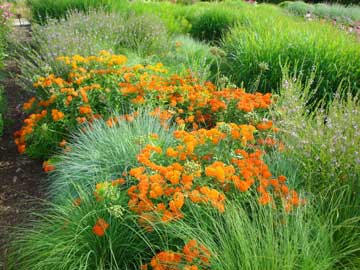 Butterfly weed