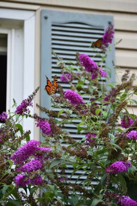 Monarch on a butterfly bush