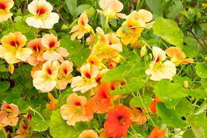 Annual nasturtium