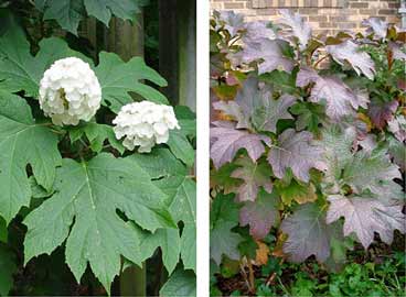 Oakleaf hydrangeas have large leaves which turn burgundy in the fall.
