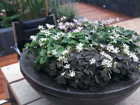Oxalis, the Shamrock Lookalike That’s Perfect for Pots