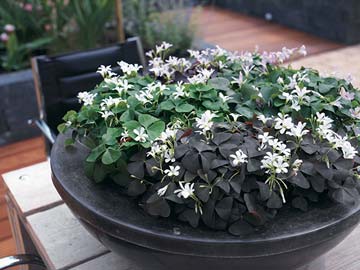 Green and purple oxalis