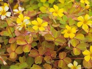 Oxalis Molten Lava