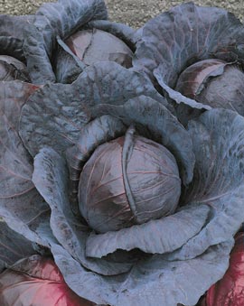 'Red Express' cabbage
