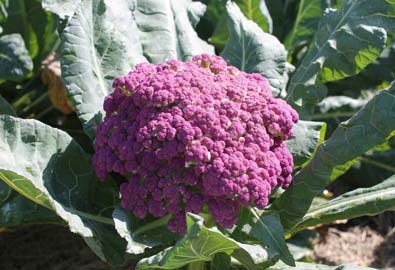 Purple cauliflower