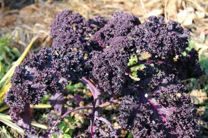 'Redbor' kale