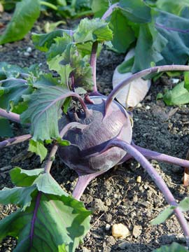 Purple kohlrabi