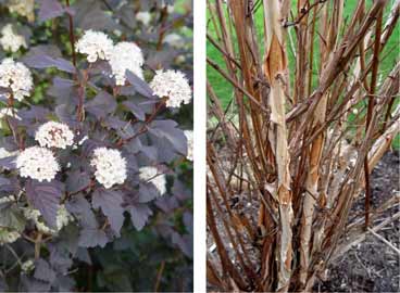 Dark-leaf ninebarks have white flowers and nearly black leaves during the growing season, and peeling bark in fall.