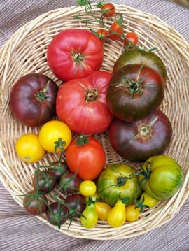 Rainbow of tomatoes