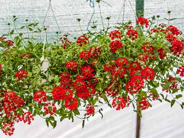 Red ivy geraniums