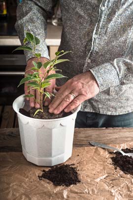 Repotting a ficus plant