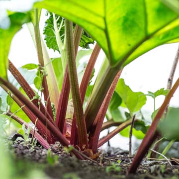 Rhubarb