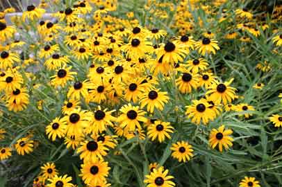 Black-eyed susan