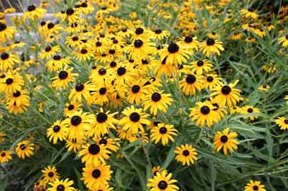 Black-eyed susan