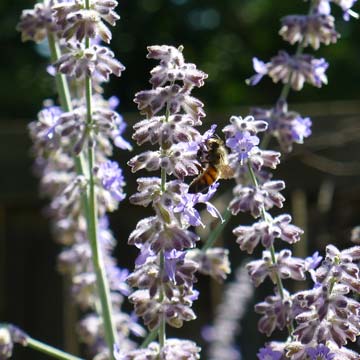 Russian sage