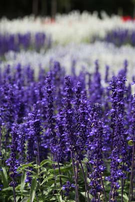 ‘Victoria Blue’ mealycup sage