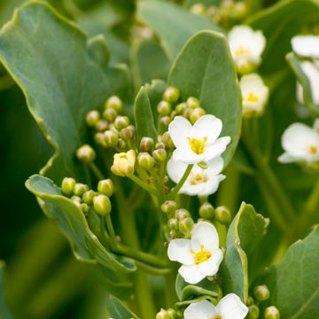 Sea kale