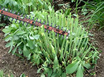 Trim sedum plants in half in May.