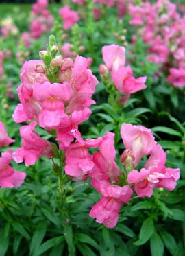 Snapdragon