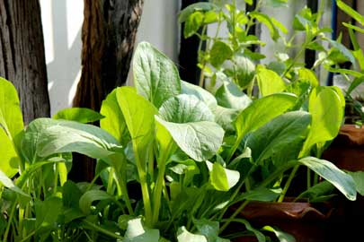 Spinach seedlings