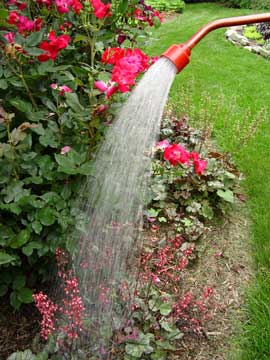 Watering summer plants
