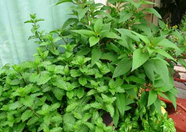 A container of sweet mint and pineapple sage