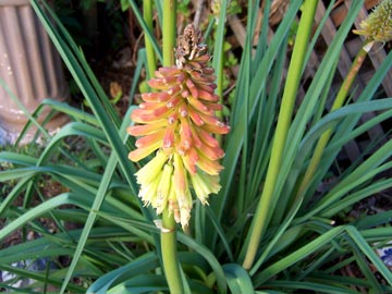 Torch lilies conserve water